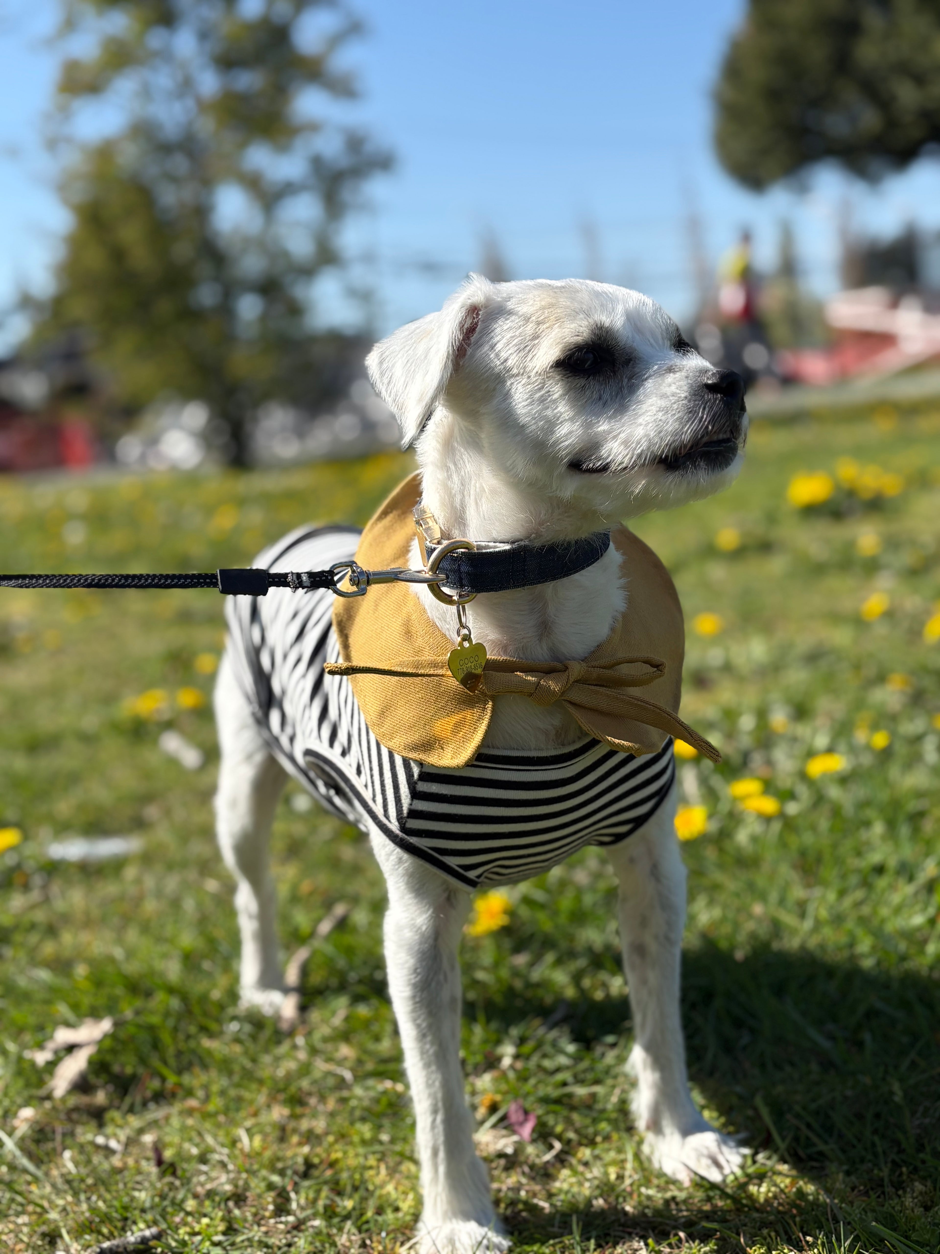 Frilled bib