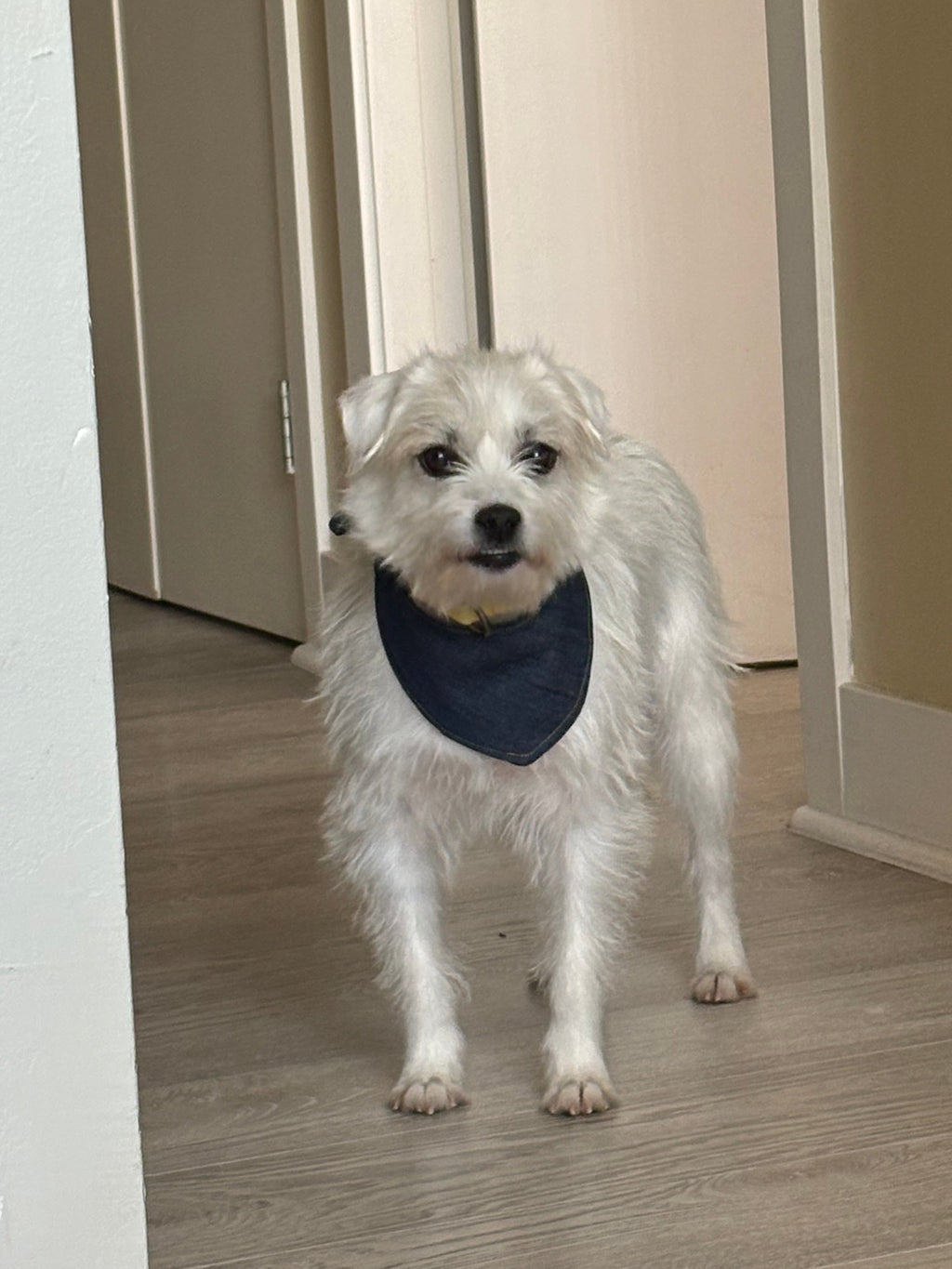 Dog scarf - Dark blue denim